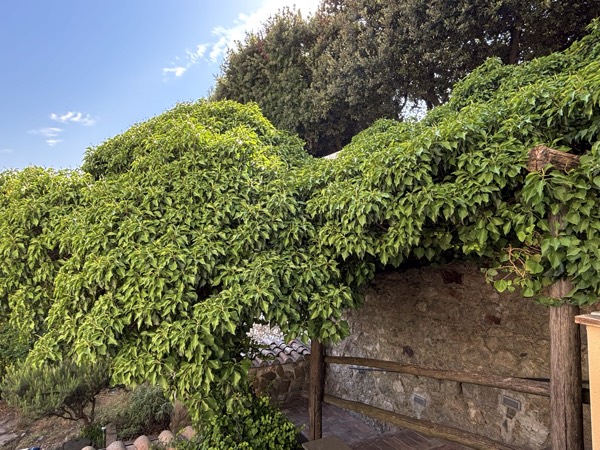 Camera 1, il giardino