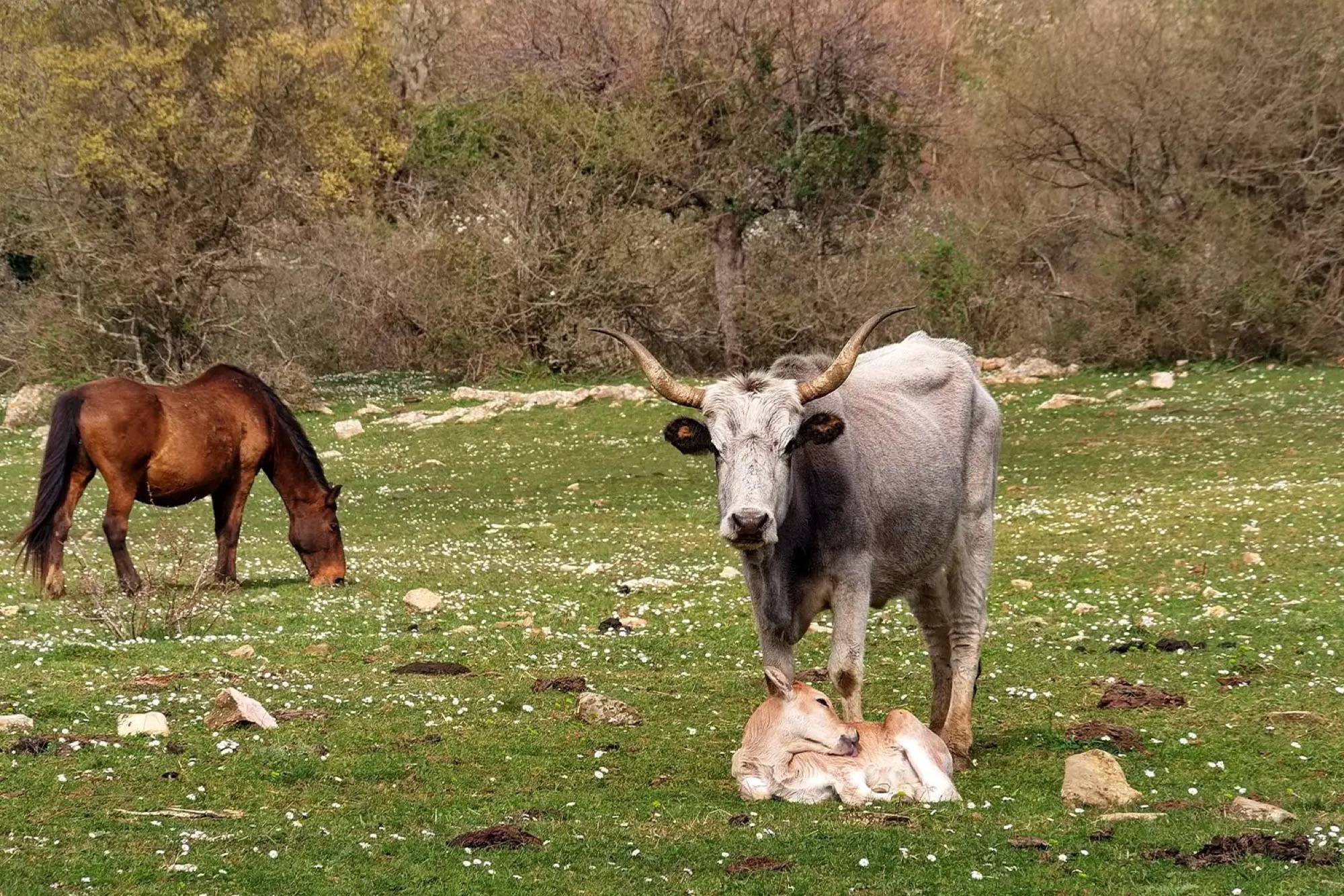 Vacca maremmana con vitello e cavallo al pascolo nelle campagne di Tolfa